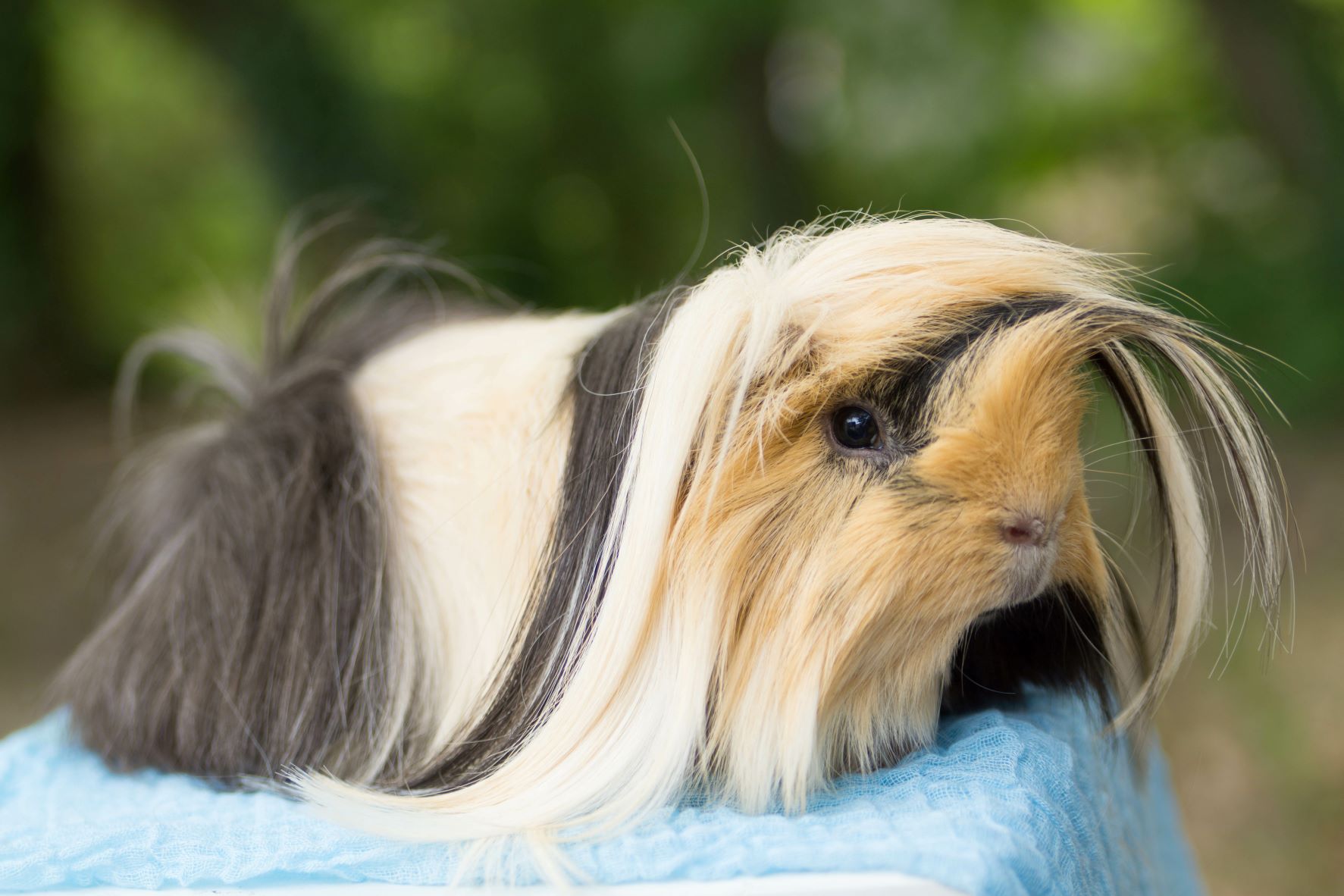 Peru-Basics-Guinea-Pig peru-basics-guinea-pig