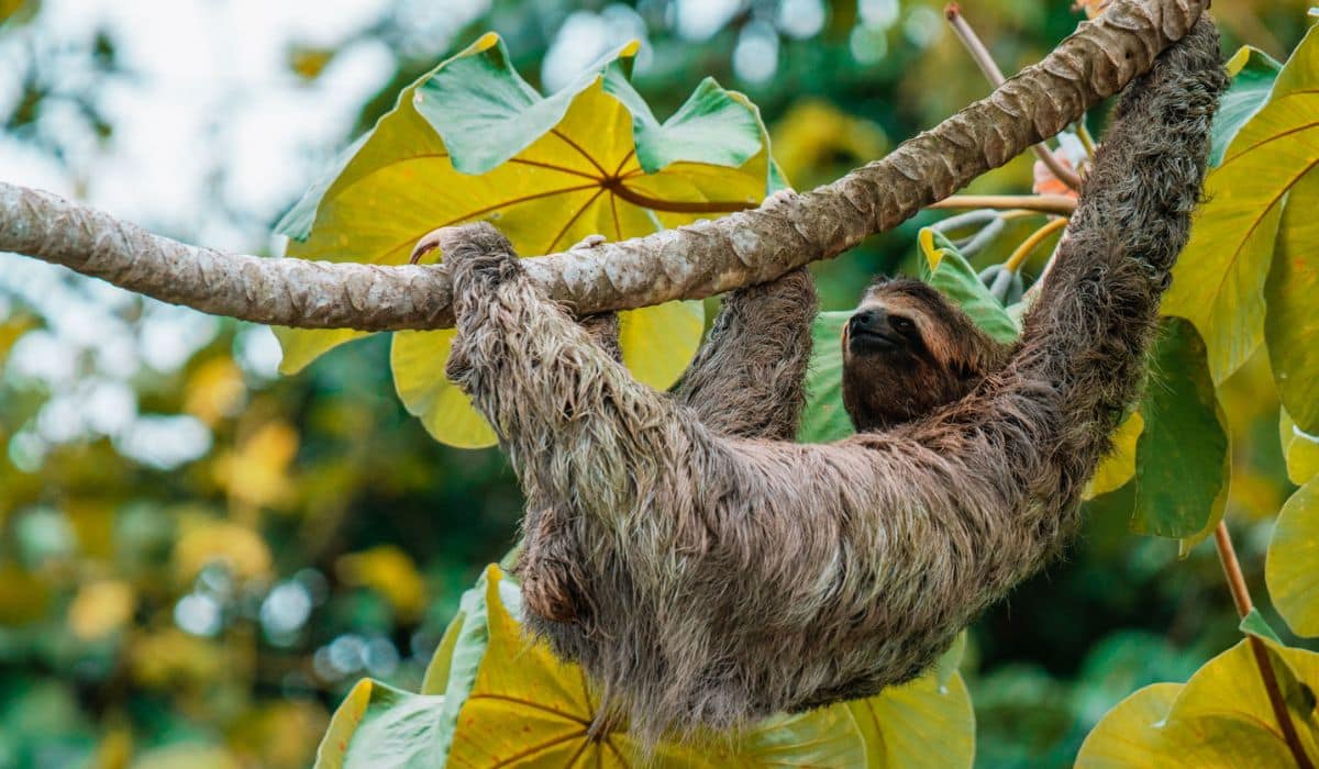 Searching-For-Sloths-In-Manuel-Antonio-Costa-Rica searching-for-sloths-in-manuel-antonio-costa-rica