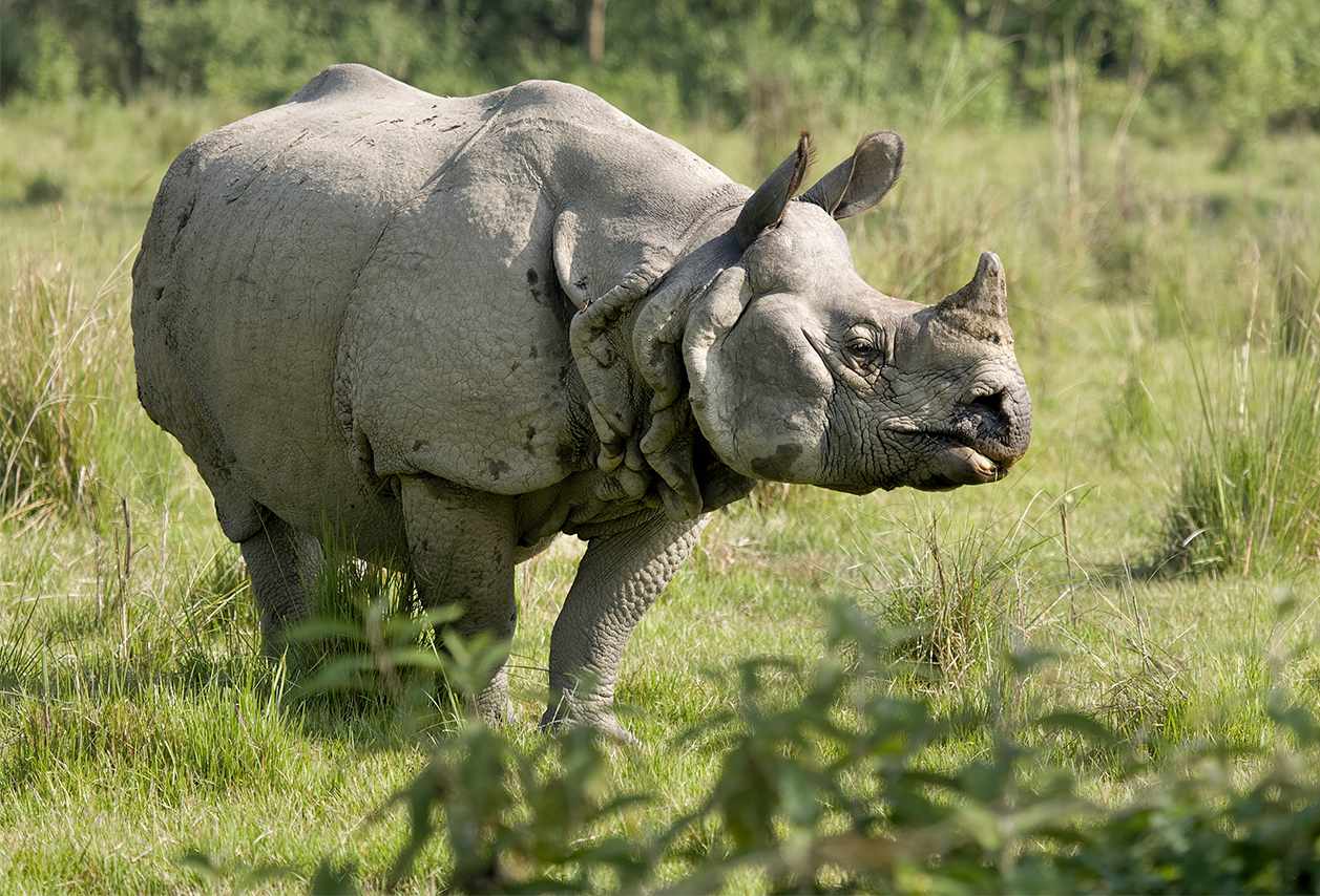 Searching-For-The-One-Horned-Rhino-In-Chitwan-Nepal searching-for-the-one-horned-rhino-in-chitwan-nepal