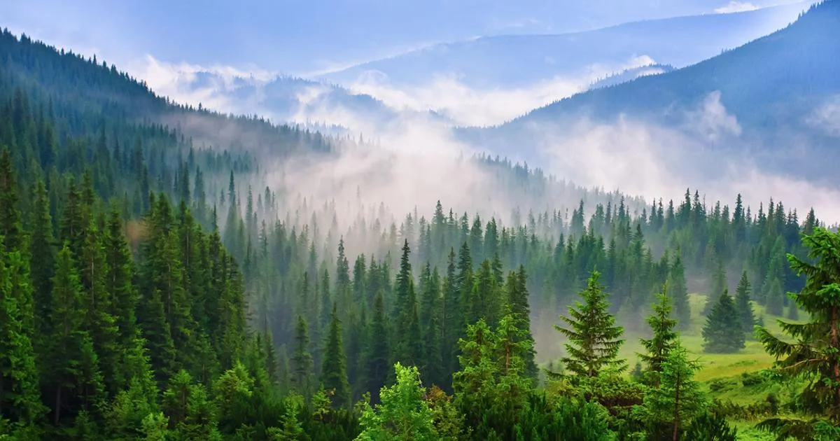 Seeing-The-Forest-For-The-Trees seeing-the-forest-for-the-trees