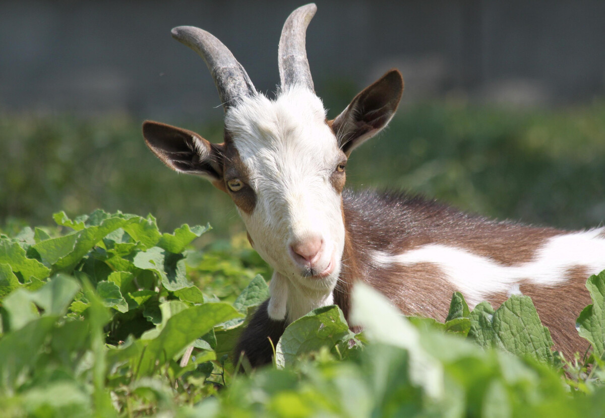 Sheep-Go-To-Heaven.-Let-Goats-Into-Your-Kitchen sheep-go-to-heaven-let-goats-into-your-kitchen