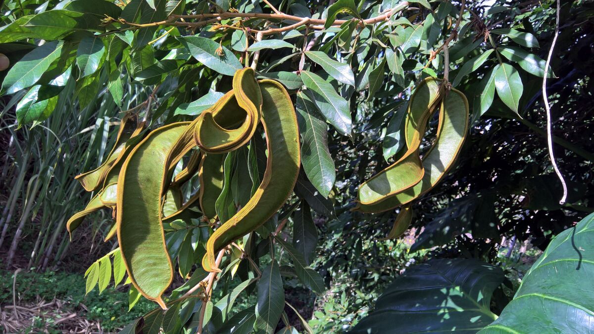 Shimbillo—Inga-Spp shimbillo-inga-spp
