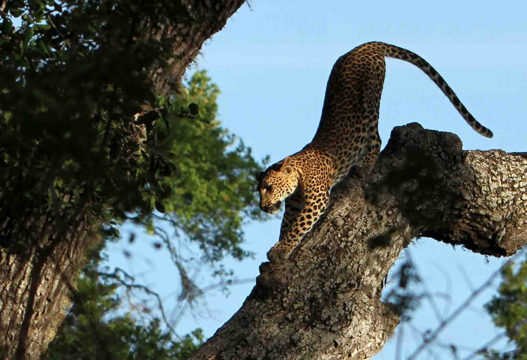 Spotting-Leopards-At-Yala-National-Park-10-Practical-Tips spotting-leopards-at-yala-national-park-10-practical-tips