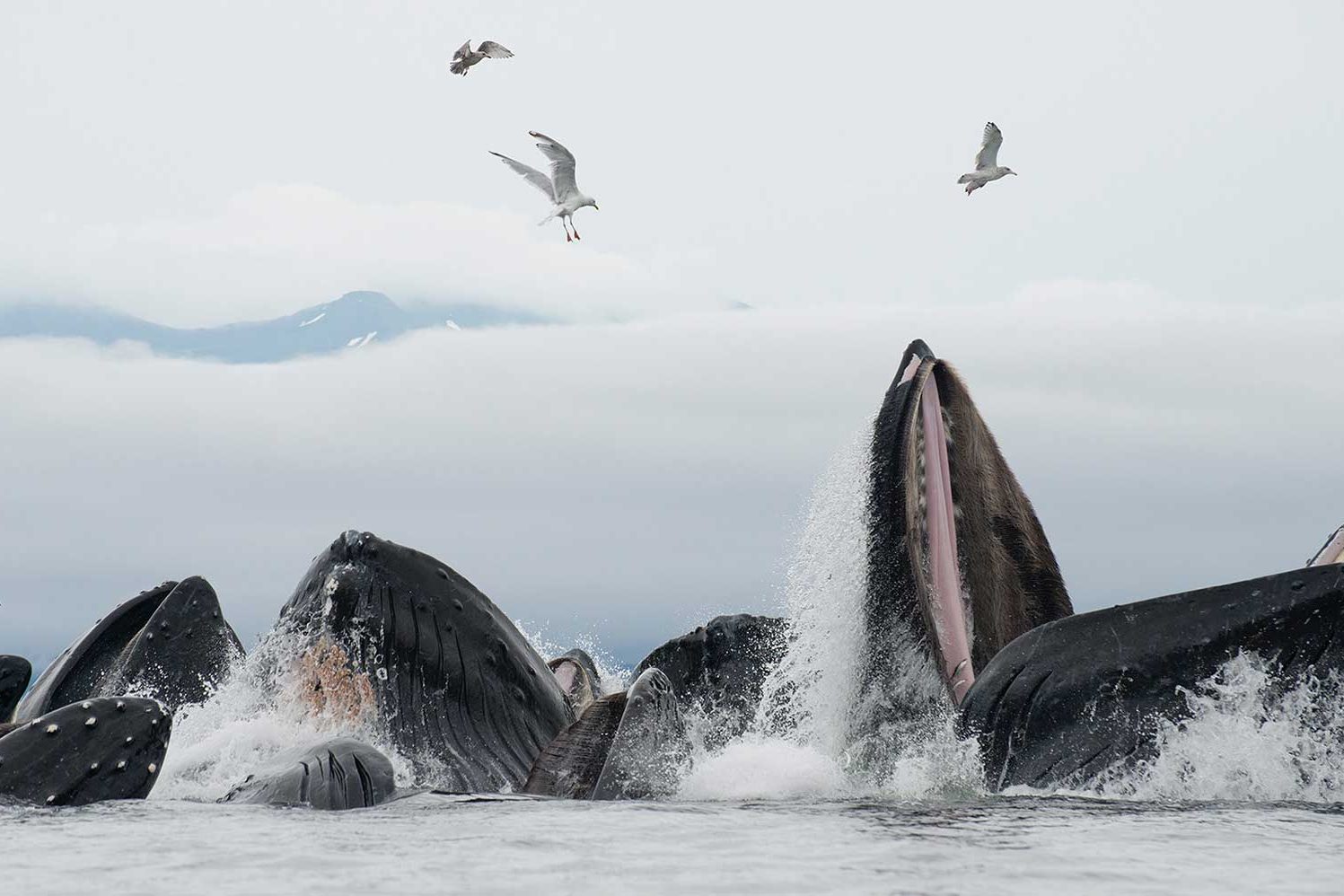 Surrounded-By-Whales-In-Stephens-Passage-Alaska surrounded-by-whales-in-stephens-passage-alaska