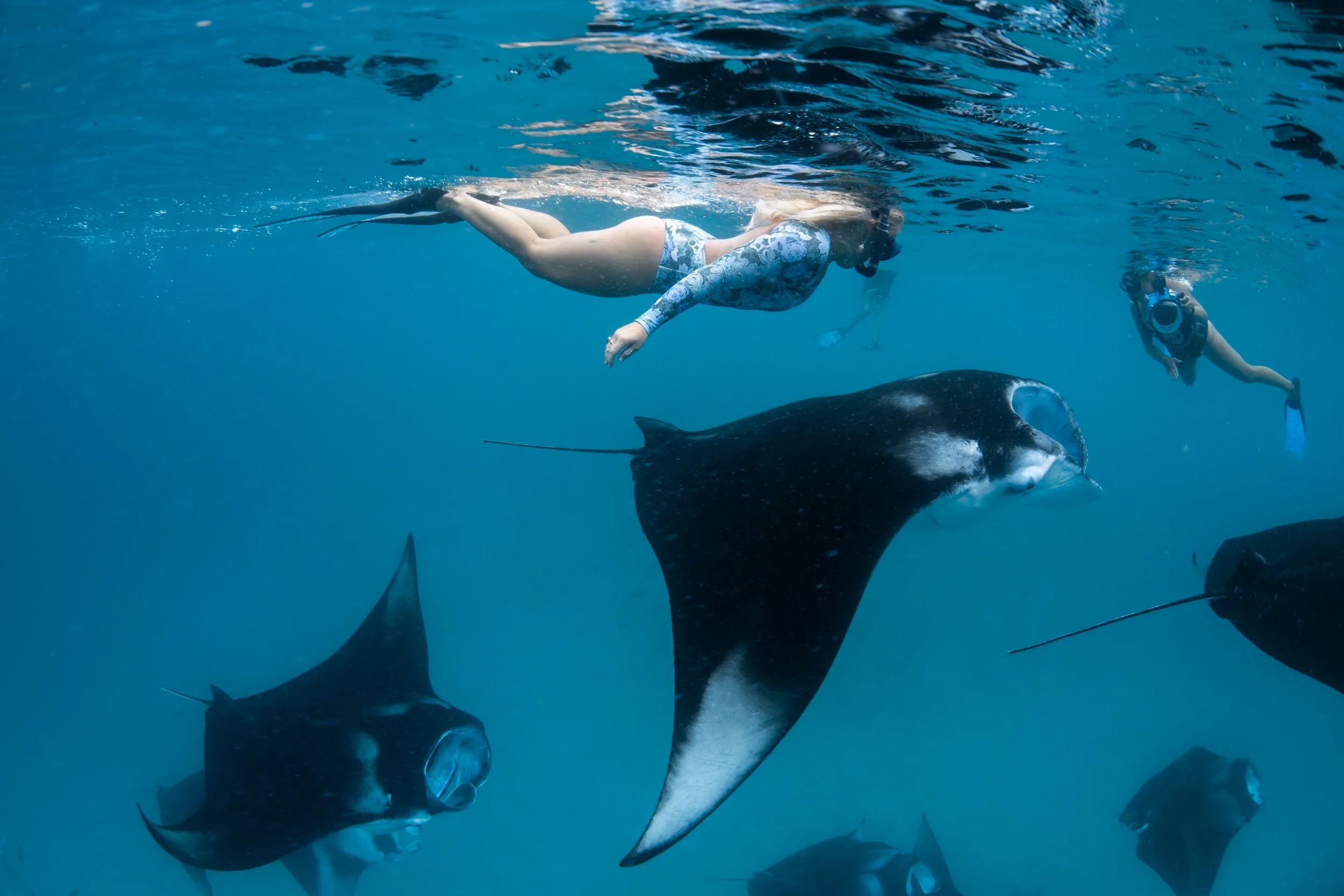 Swimming-With-Manta-Rays-And-Dolphins-In-The-Maldives swimming-with-manta-rays-and-dolphins-in-the-maldives