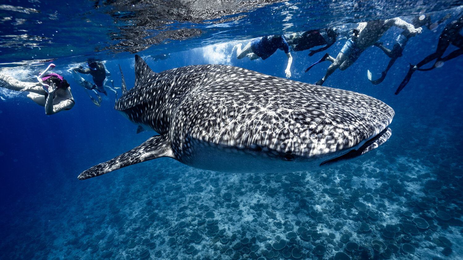 Swimming-With-Sharks-And-Turtles-In-The-Maldives swimming-with-sharks-and-turtles-in-the-maldives