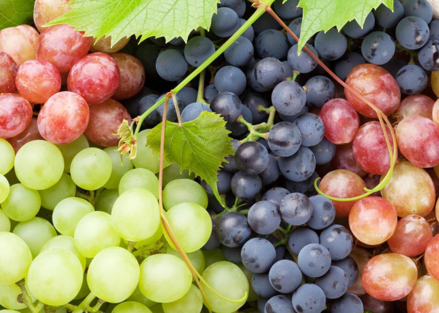 The-Correct-Way-To-Eat-Grapes-For-Breakfast the-correct-way-to-eat-grapes-for-breakfast