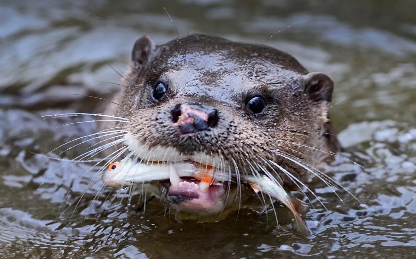 The-Fishing-Otters-Of-Bangladesh the-fishing-otters-of-bangladesh
