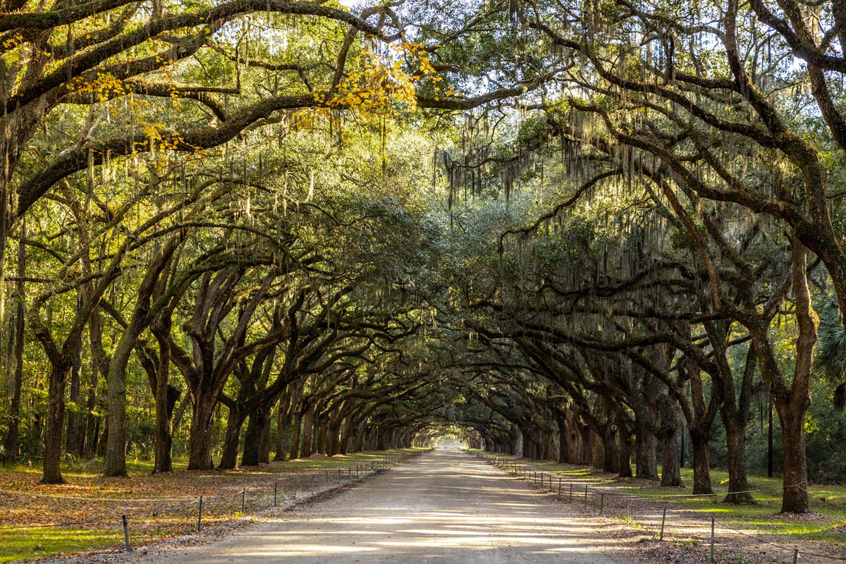 The-Ultimate-3-Day-Savannah-Guide the-ultimate-3-day-savannah-guide