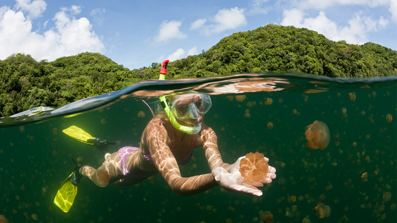 The-Ultimate-Guide-To-The-Jellyfish-Lake-In-Palau the-ultimate-guide-to-the-jellyfish-lake-in-palau