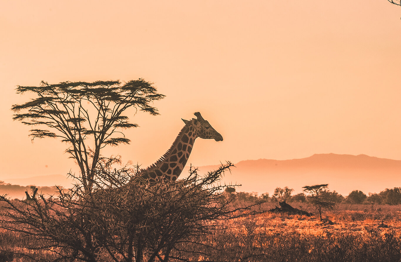 The-Ultimate-Kenya-Travel-Guide the-ultimate-kenya-travel-guide