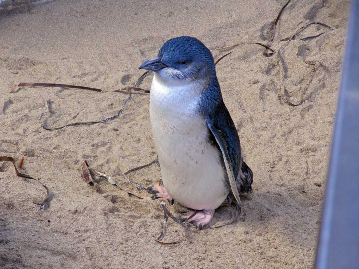 To-Penguin-Island-From-Perth-Australia to-penguin-island-from-perth-australia