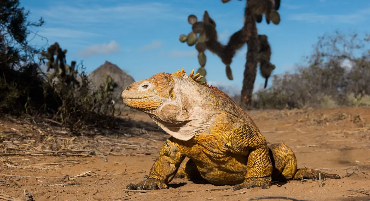 Visiting-Cerro-Dragón-Dragon-Hill-In-The-Galápagos visiting-cerro-dragon-dragon-hill-in-the-galapagos