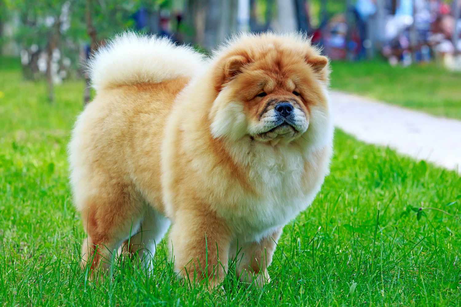 6.-Yang-Ling-Grooming-Yuan-Bao-The-Chow-Chow 6-yang-ling-grooming-yuan-bao-the-chow-chow