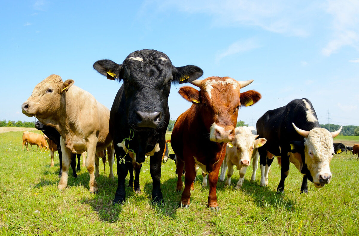 Alberta-Open-Farm-Days-8211-Free-Farm-Tours-Around-The-Province alberta-open-farm-days-free-farm-tours-around-the-province