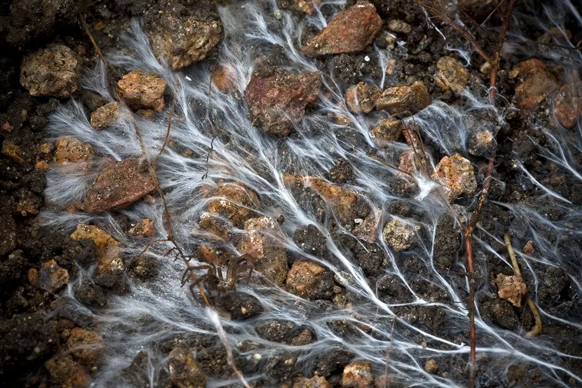 Can-Fungi-Save-Our-Soil can-fungi-save-our-soil