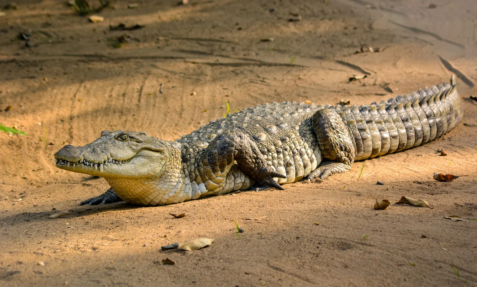 Catching-Cletus-A-Crocodile-Story catching-cletus-a-crocodile-story