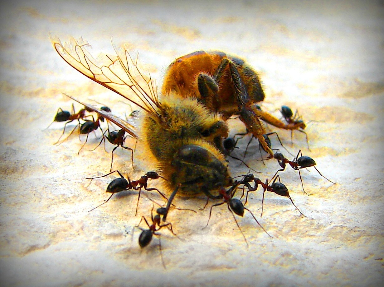 Deliciously-Complex-With-A-Hint-Of-Dead-Baby-Bee deliciously-complex-with-a-hint-of-dead-baby-bee