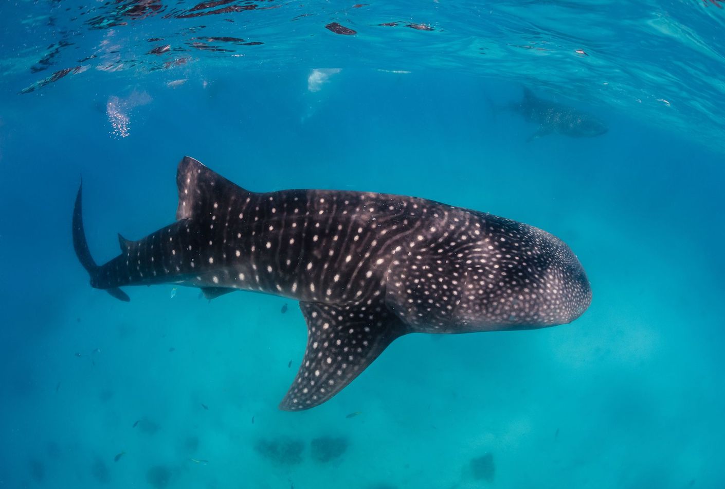 donsol-whale-shark-interaction-in-the-philippines