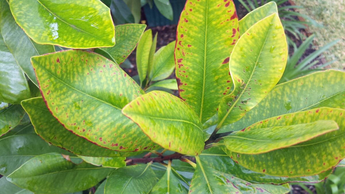eating-on-and-among-japans-magnolia-leaves