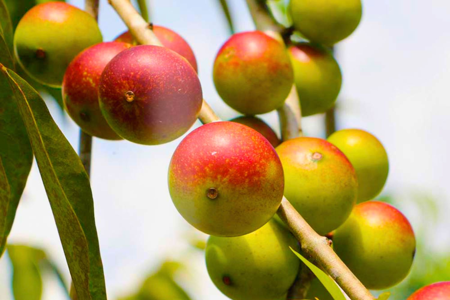 Fruit-Of-The-Amazon-The-Selva8217s-Salvation fruit-of-the-amazon-the-selvas-salvation