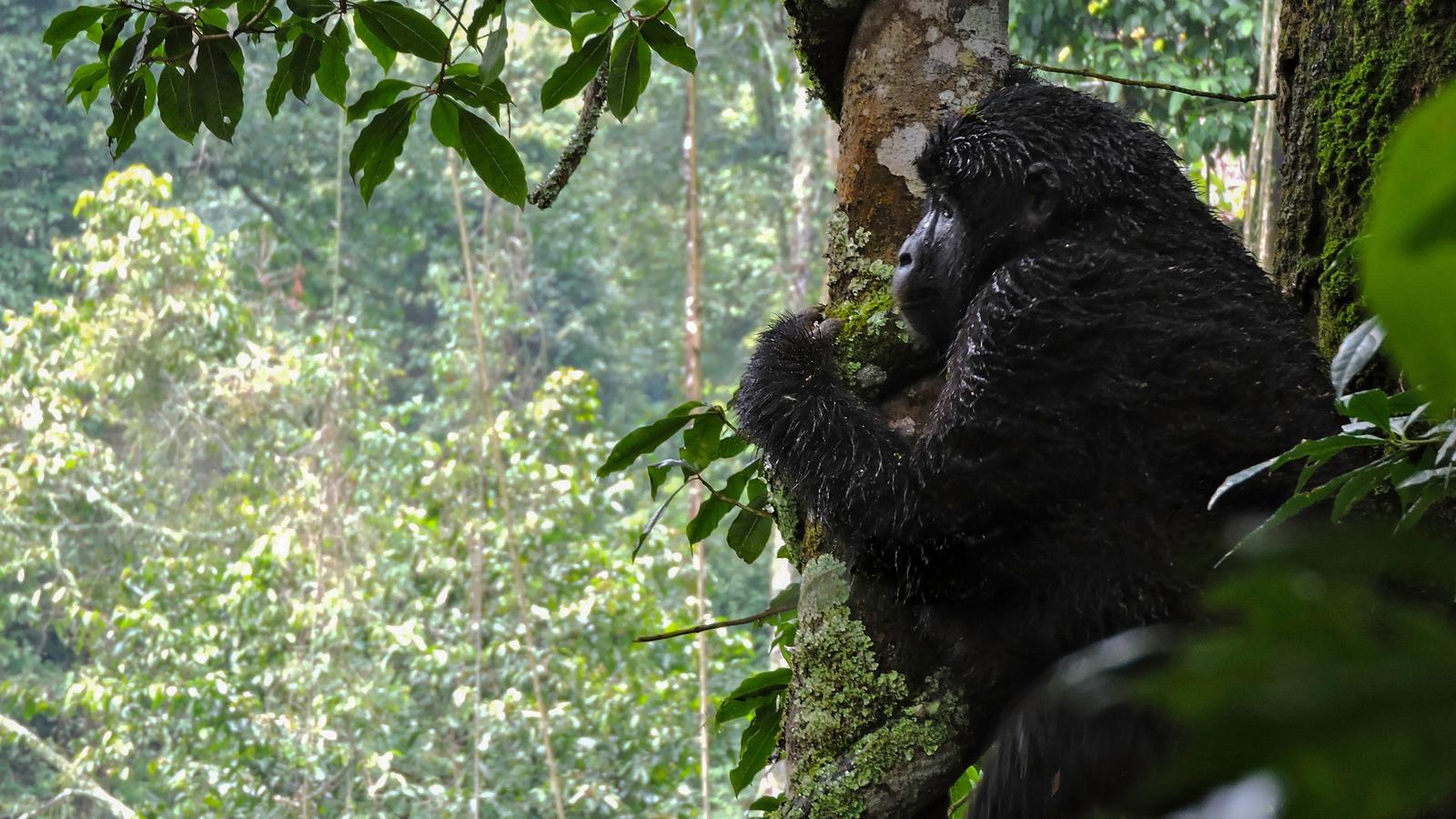 Gone-Gorilla-Trekking-Exploring-Uganda’s-Wildlife-With-G-Adventures gone-gorilla-trekking-exploring-ugandas-wildlife-with-g-adventures
