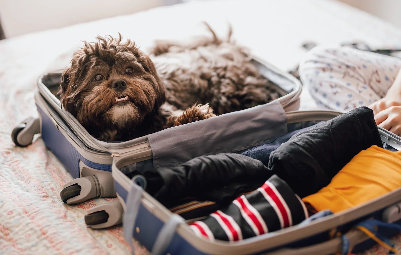 How-Do-I-Add-A-Pet-To-My-Delta-Reservation how-do-i-add-a-pet-to-my-delta-reservation
