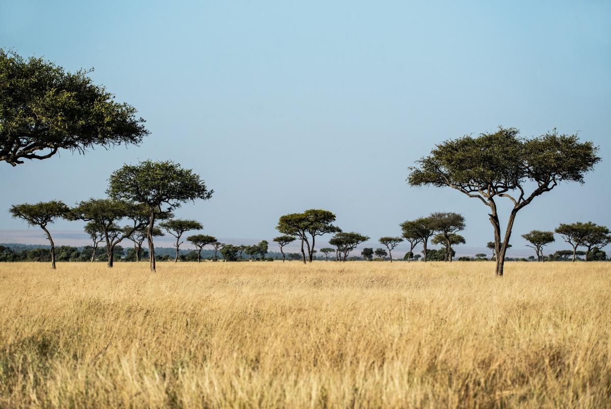 How-Has-Ecotourism-Helped-The-Savanna how-has-ecotourism-helped-the-savanna