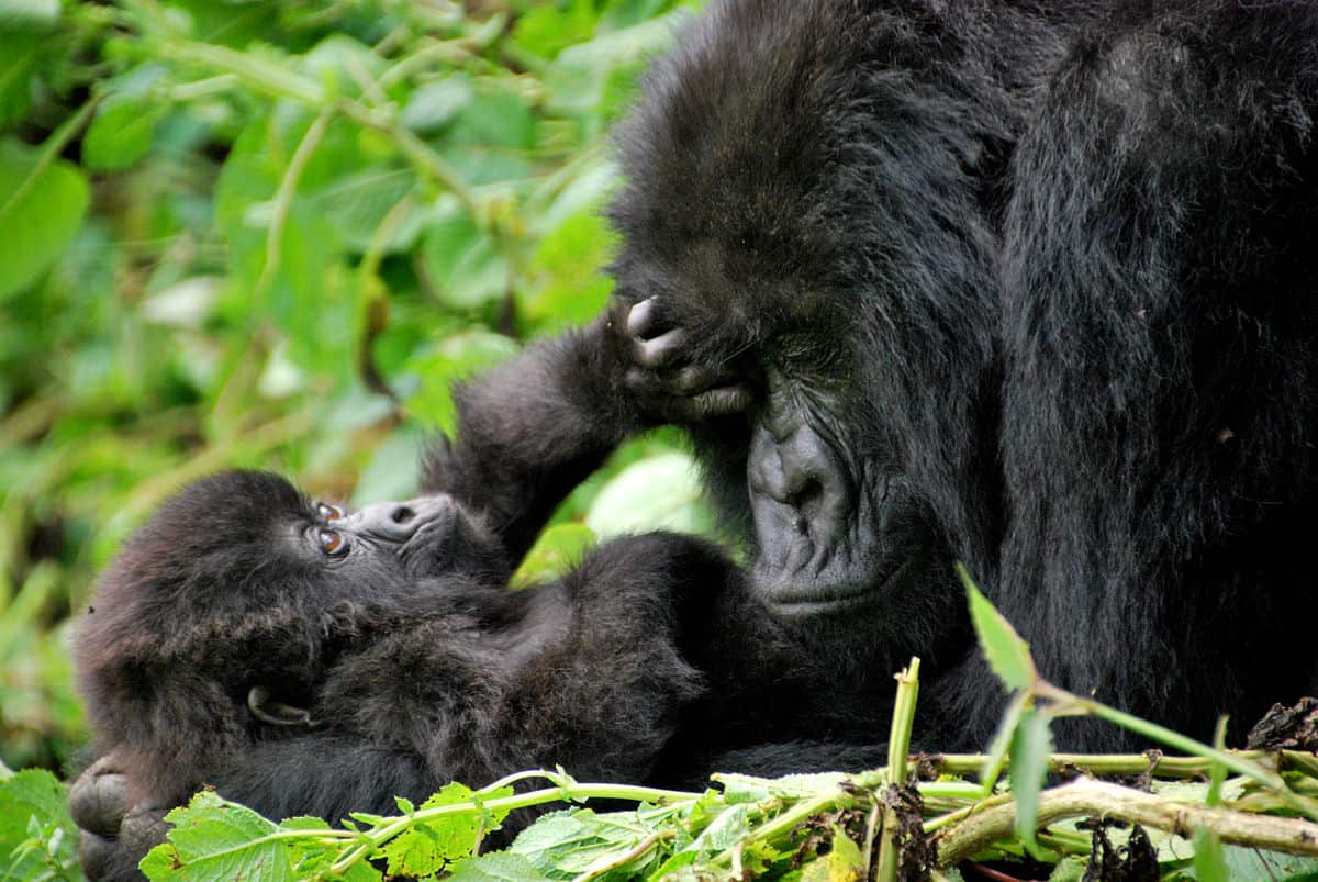 How-Has-Ecotourism-Hurt-Gorillas how-has-ecotourism-hurt-gorillas