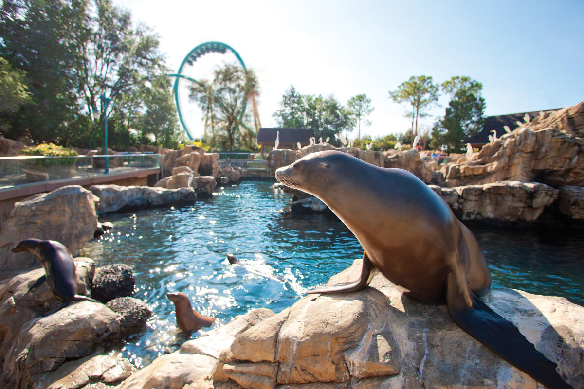 How-Is-SeaWorld-Using-Ecotourism how-is-seaworld-using-ecotourism