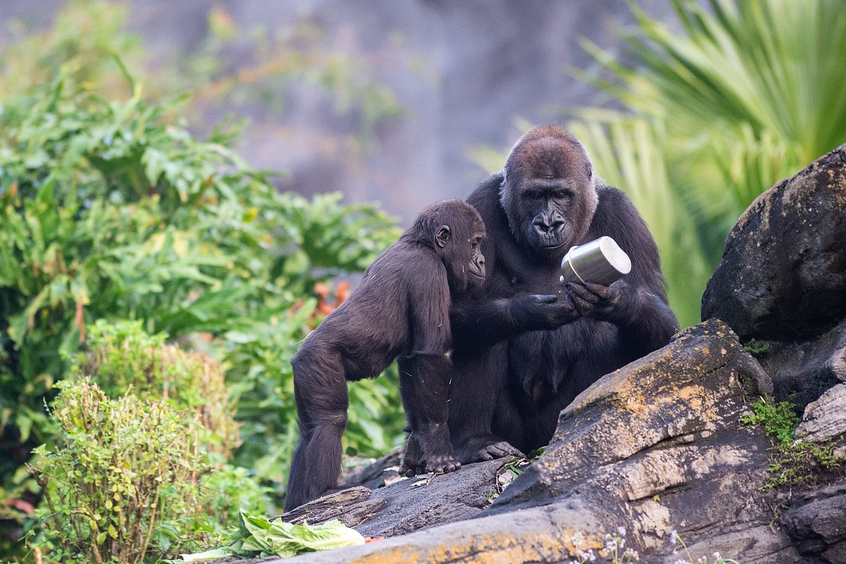 How-Long-Is-The-Gorilla-Falls-Exploration-Trail how-long-is-the-gorilla-falls-exploration-trail