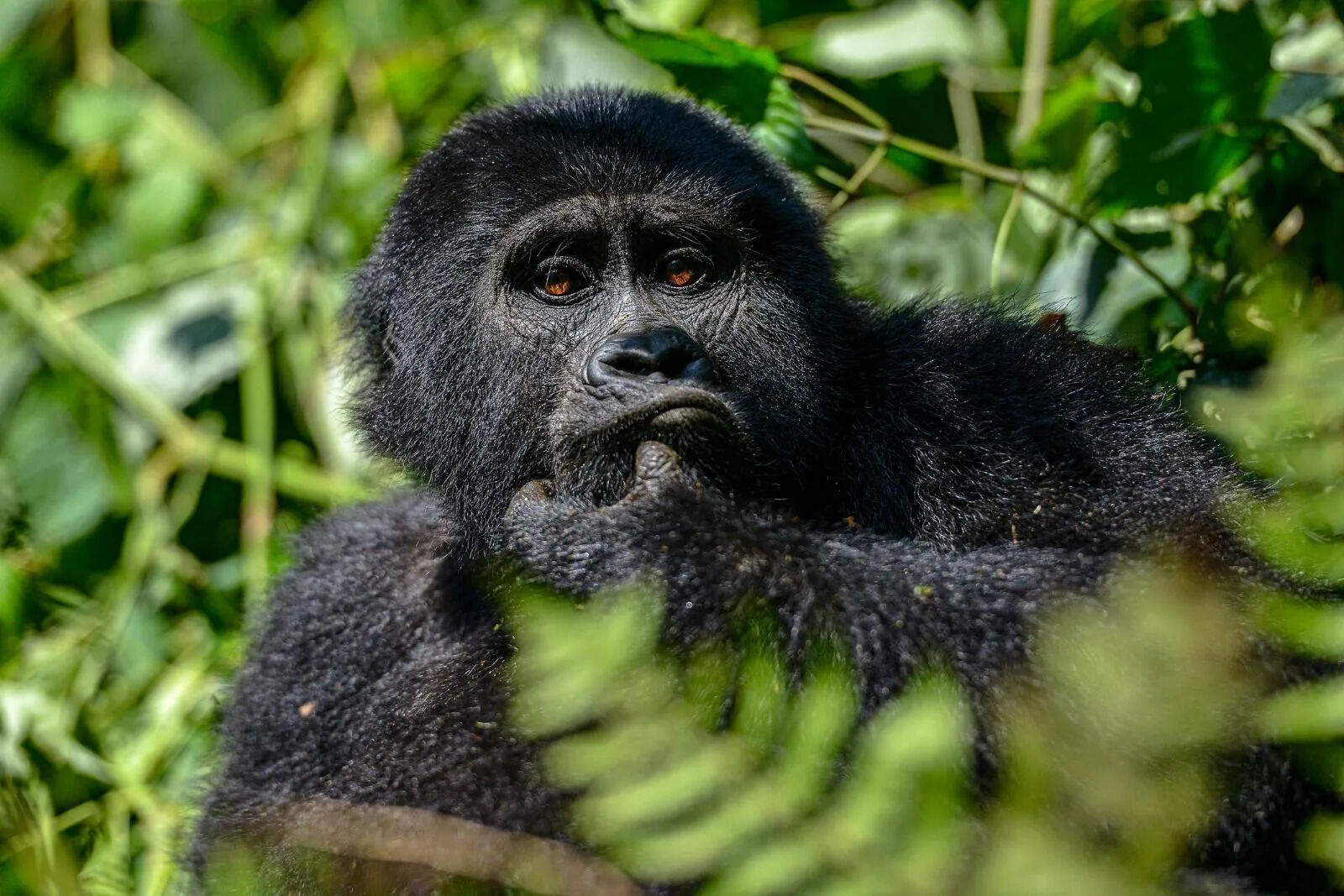 How-Much-Does-It-Cost-To-Go-Gorilla-Trekking-In-Uganda how-much-does-it-cost-to-go-gorilla-trekking-in-uganda