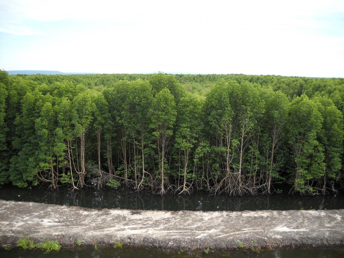 How-Much-Money-Is-In-Mangrove-Ecotourism how-much-money-is-in-mangrove-ecotourism