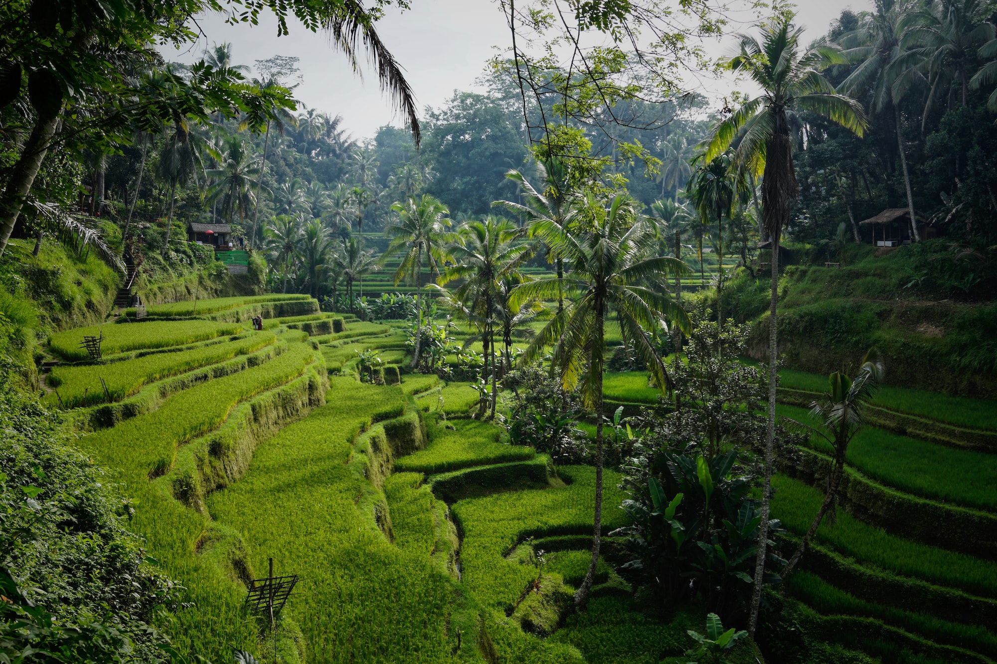 How-To-Apply-For-Bali-Digital-Nomad-Visa how-to-apply-for-bali-digital-nomad-visa