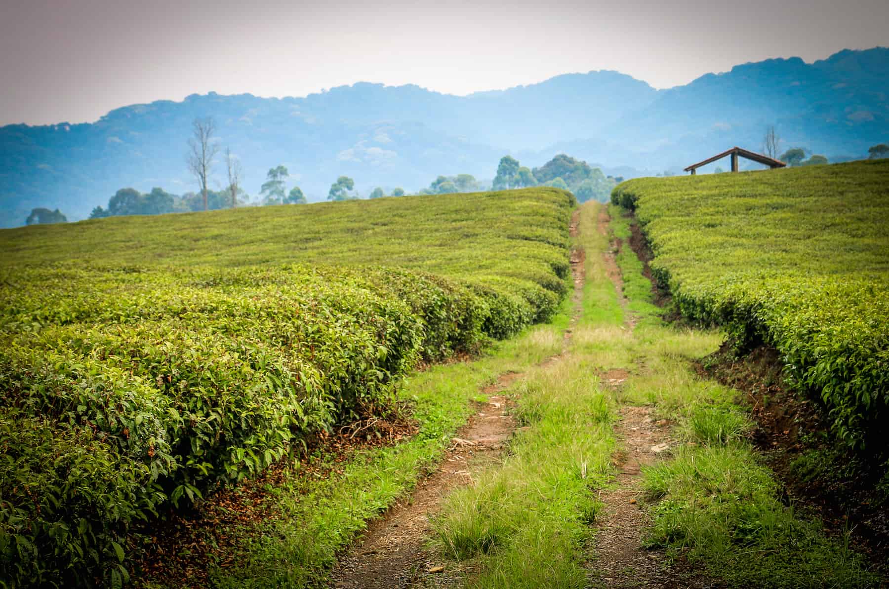 how-to-develop-ecotourism