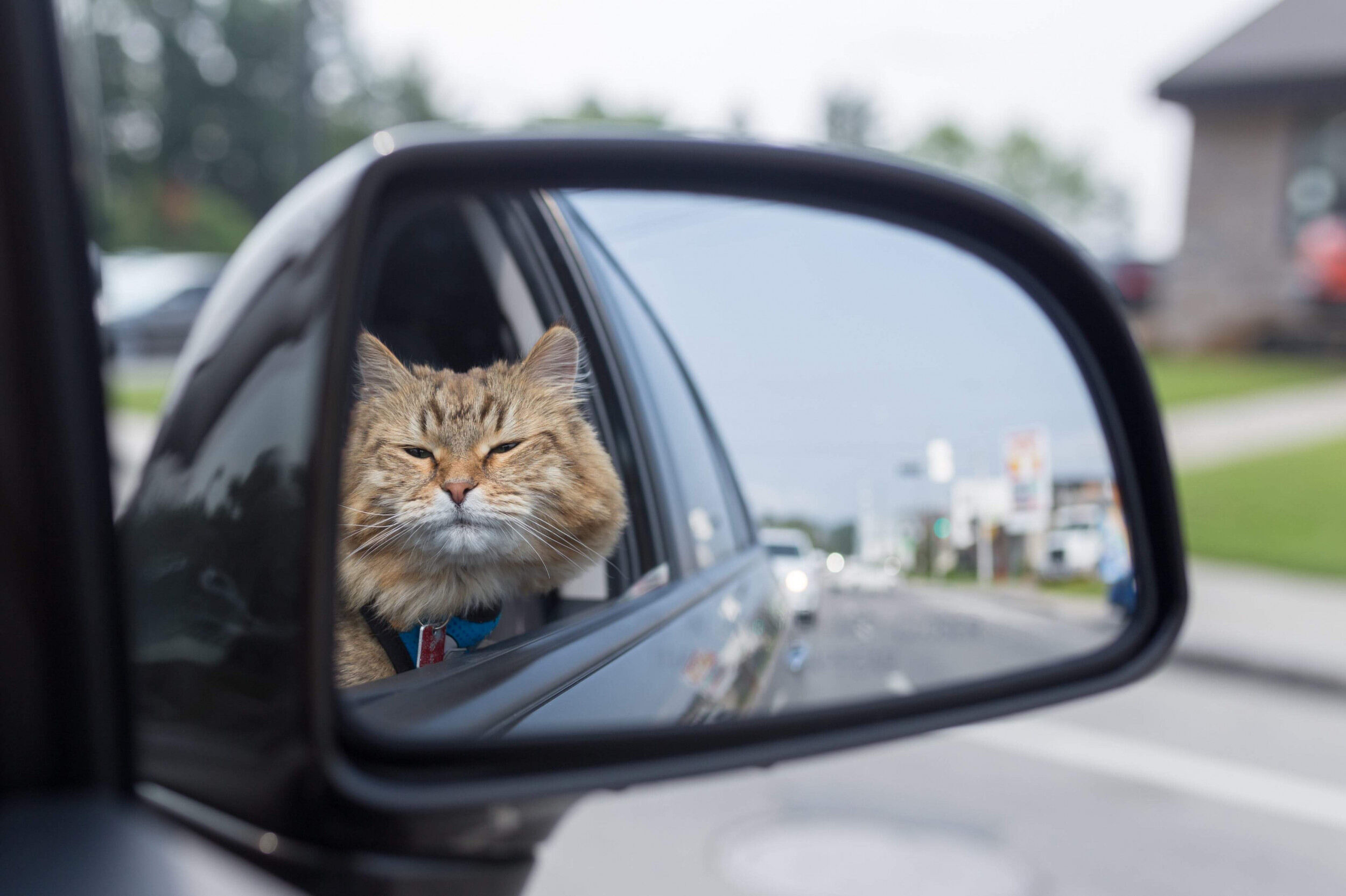 How-To-Go-On-A-Road-Trip-With-A-Cat how-to-go-on-a-road-trip-with-a-cat
