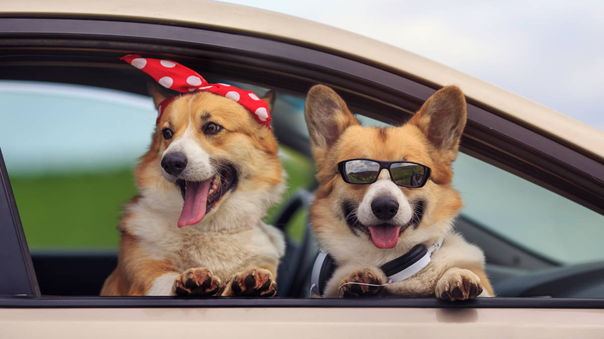 How-To-Take-Dog-On-A-Road-Trip how-to-take-dog-on-a-road-trip