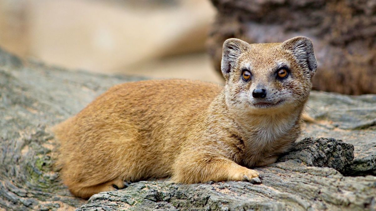 Operation-Mongoose operation-mongoose