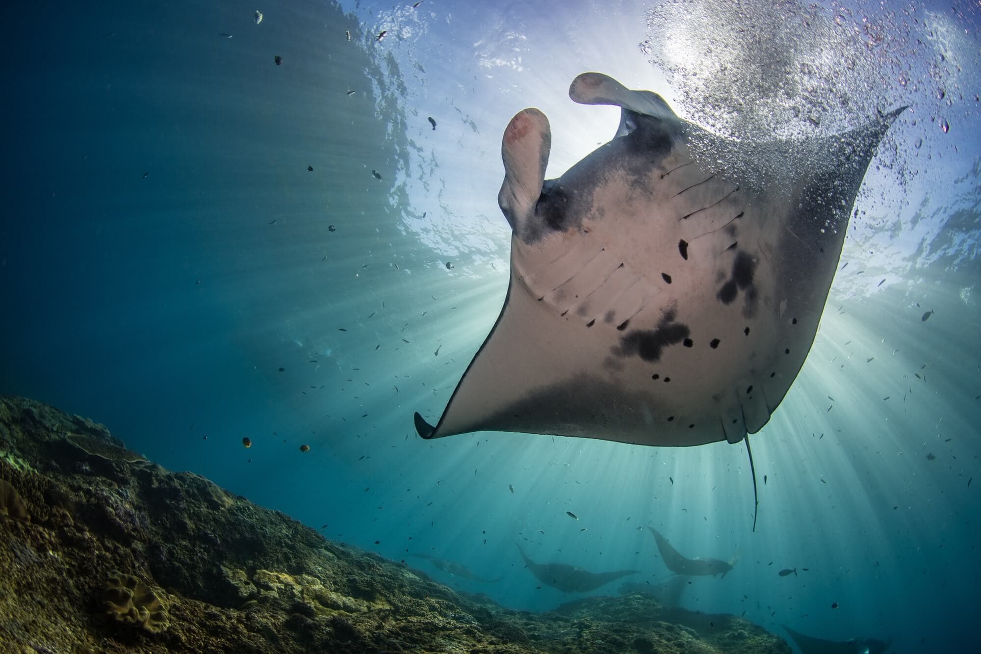 Snorkeling-With-Manta-Rays-At-Manta-Point-On-Nusa-Penida-Bali snorkeling-with-manta-rays-at-manta-point-on-nusa-penida-bali