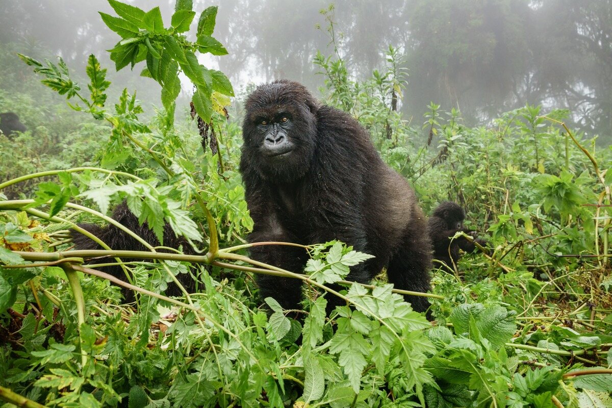The-Ultimate-Guide-To-Gorilla-Trekking-In-Uganda the-ultimate-guide-to-gorilla-trekking-in-uganda