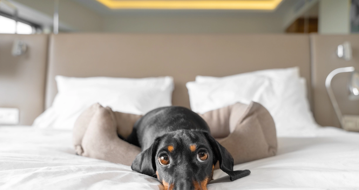 What-Motel-Chains-Allow-Pets what-motel-chains-allow-pets