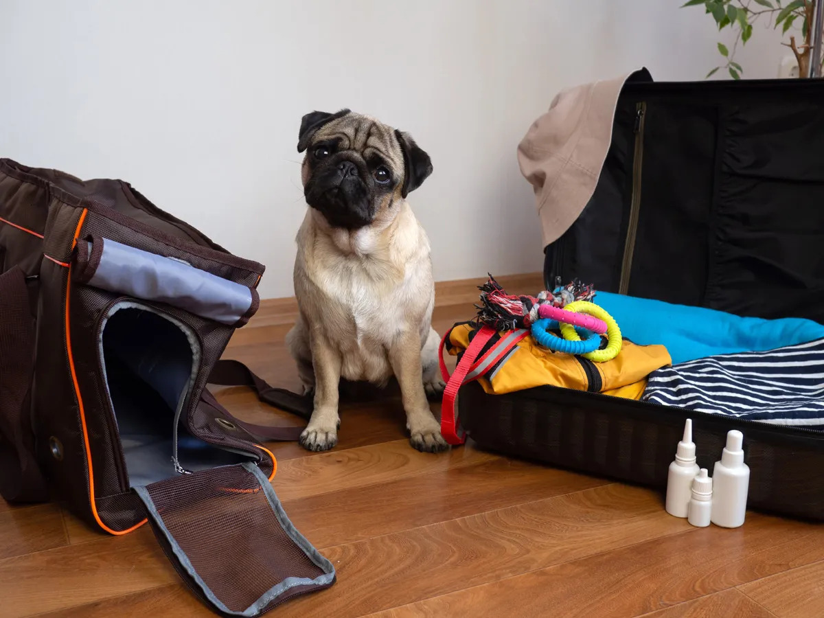 What-To-Pack-For-A-Road-Trip-With-A-Dog what-to-pack-for-a-road-trip-with-a-dog