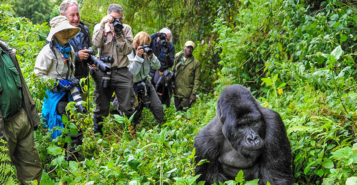 Where-To-Go-For-A-Gorilla-Trekking where-to-go-for-a-gorilla-trekking
