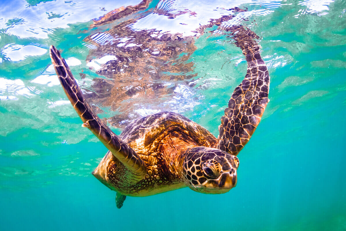 Where-To-Swim-With-Sea-Turtles-Oahu-Hawaii-Complete-Guide where-to-swim-with-sea-turtles-oahu-hawaii-complete-guide