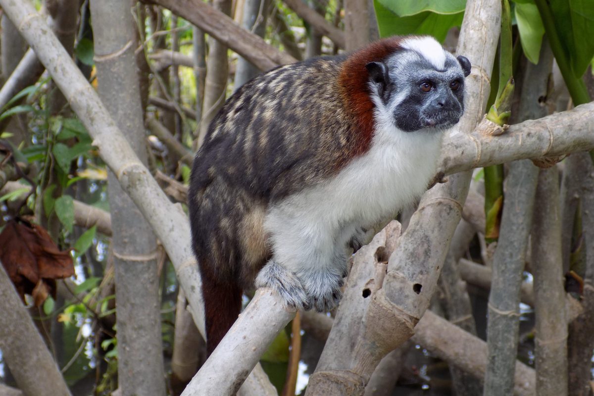 hiking-the-plantation-trail-in-soberania-national-park-panama