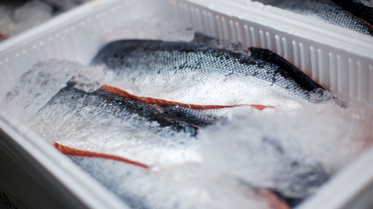 How-Can-You-Prevent-Fish-From-Spoiling-While-On-A-Fishing-Trip how-can-you-prevent-fish-from-spoiling-while-on-a-fishing-trip