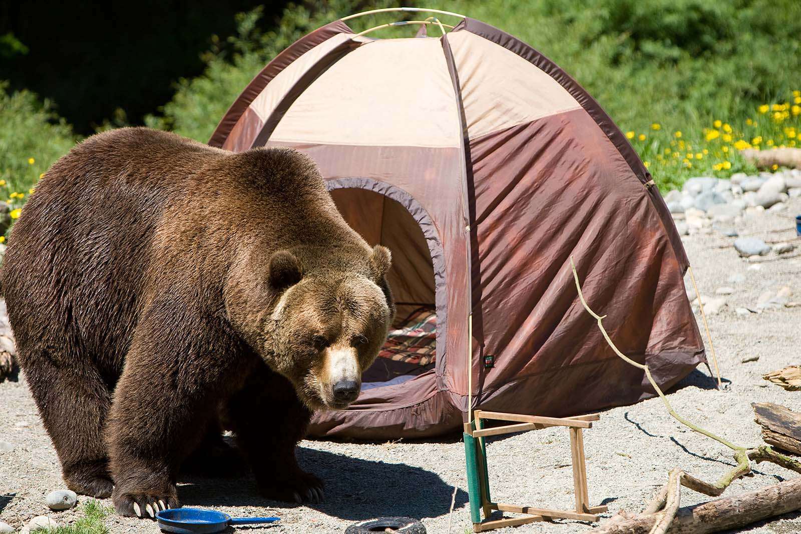 How-Do-You-Keep-Bears-Away-From-Your-Campsite how-do-you-keep-bears-away-from-your-campsite