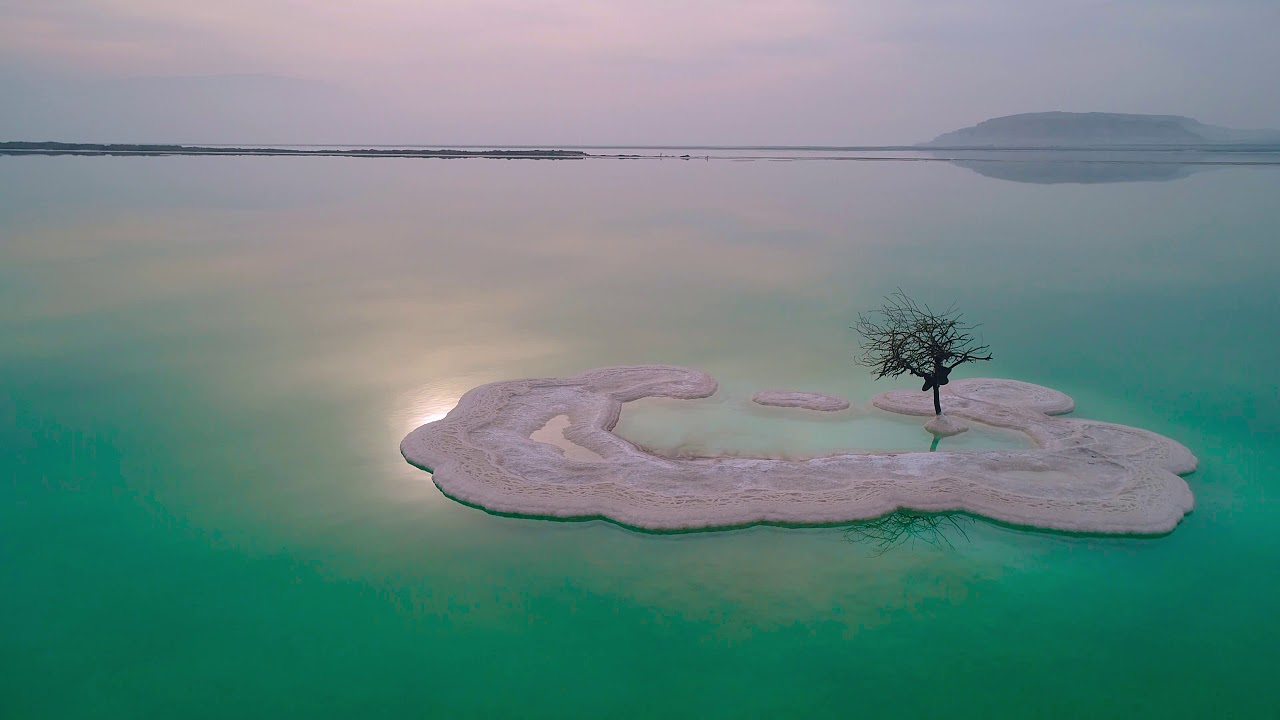 How-To-Find-The-Tree-In-The-Dead-Sea-Israel-Complete-Guide how-to-find-the-tree-in-the-dead-sea-israel-complete-guide
