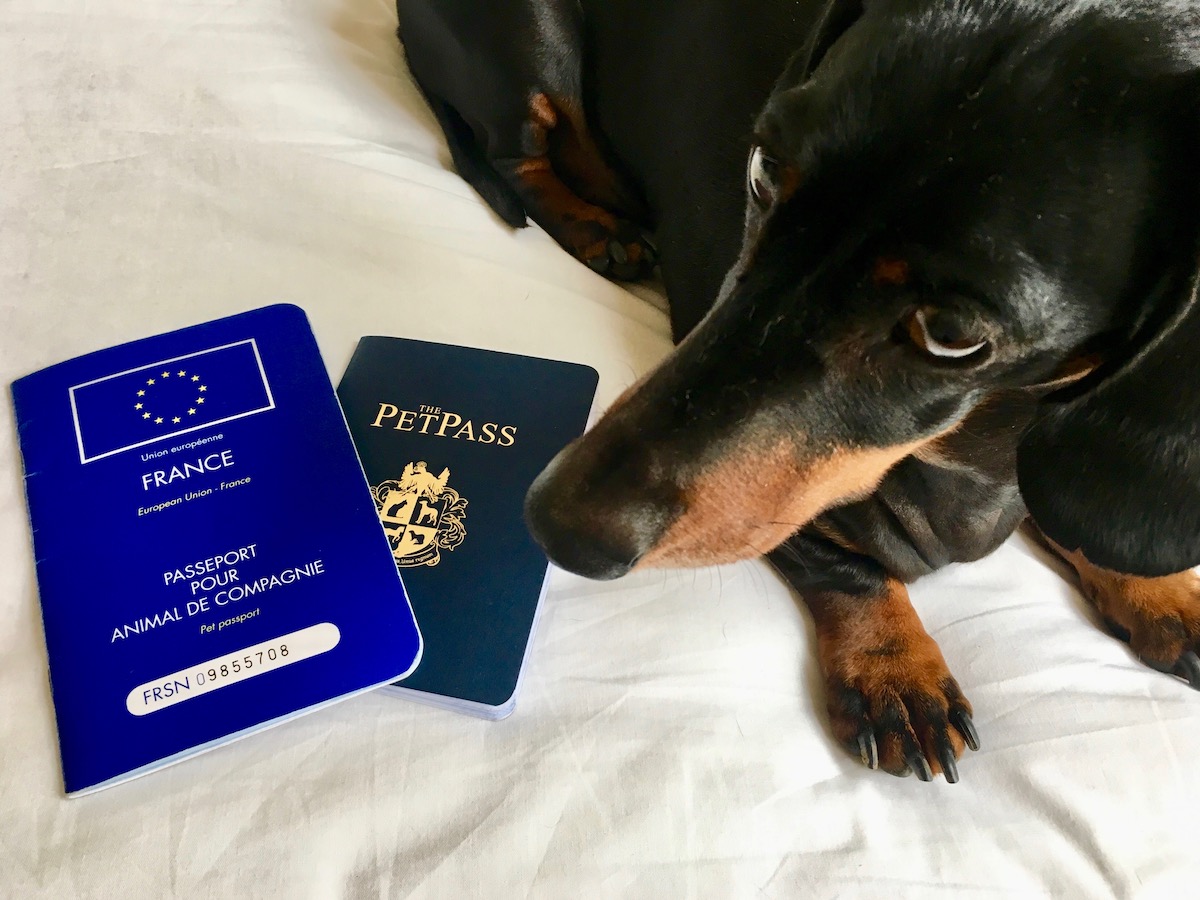 How-To-Get-A-Dog-Passport how-to-get-a-dog-passport