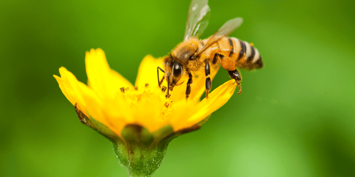 How-To-Get-Rid-Of-Bees-At-Campsite how-to-get-rid-of-bees-at-campsite